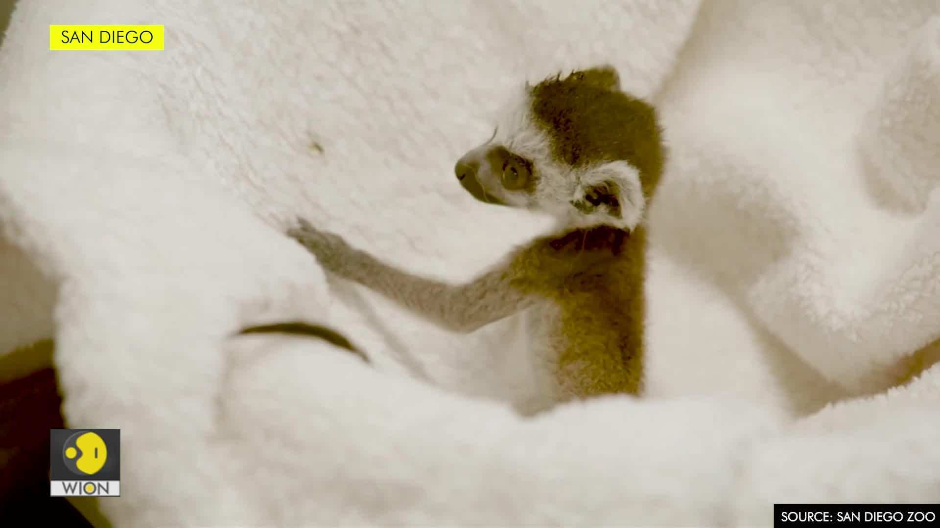 Twin ringtailed lemurs born at San Diego Zoo Edge News