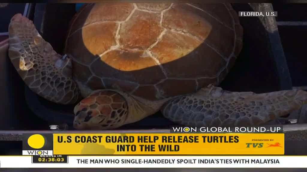 WION Global RoundUp US coast guard help release turtles into wild