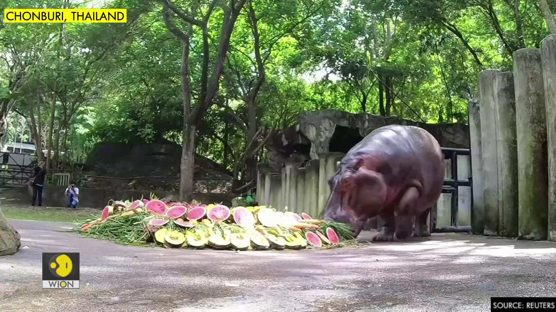 Thai zoo celebrates country’s oldest hippopotamus’s 55th birthday