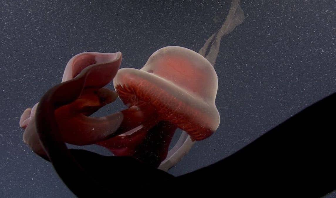 Watch Extremely rare deepsea sighting of giant phantom jellyfish, with bizarre ribbonlike