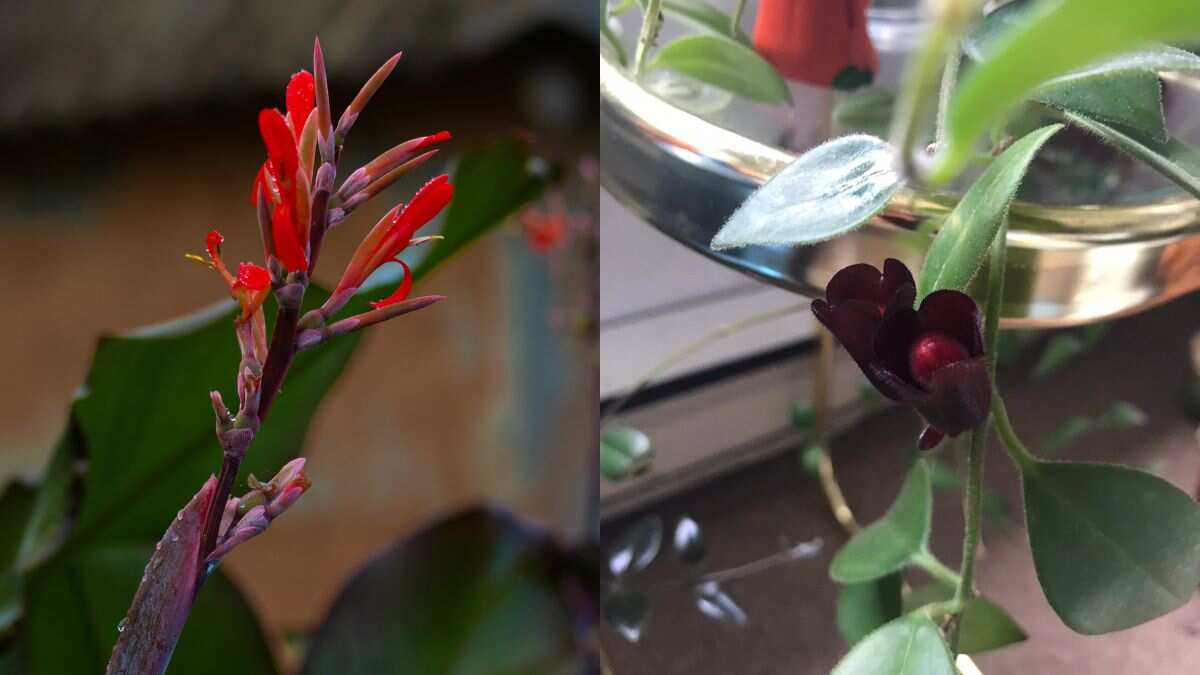 In pics Researchers rediscover rare ‘lipstick plant’ in Arunachal Pradesh after a century
