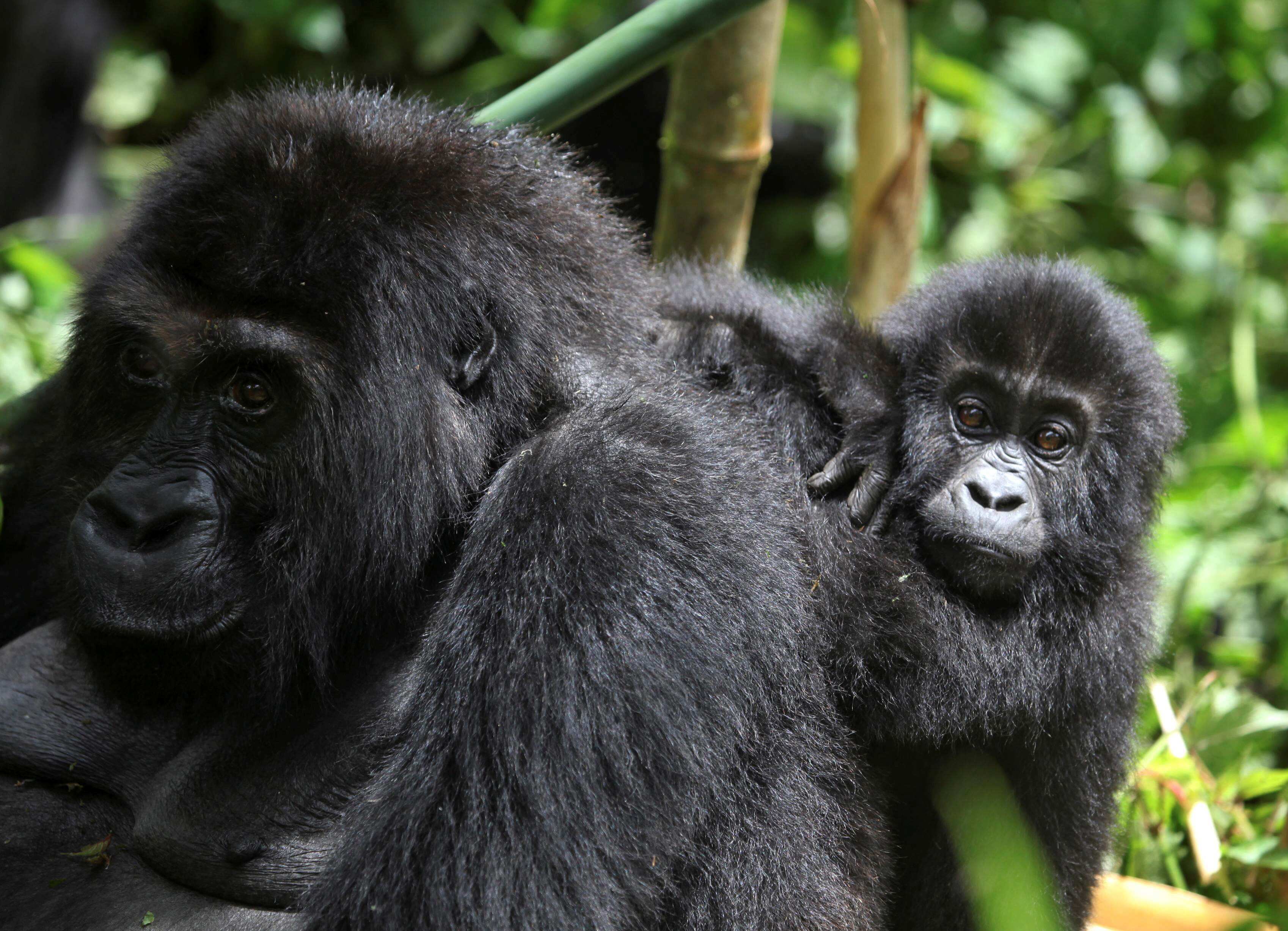 WION Climate Tracker Mountain Gorillas threatened by habitat loss and