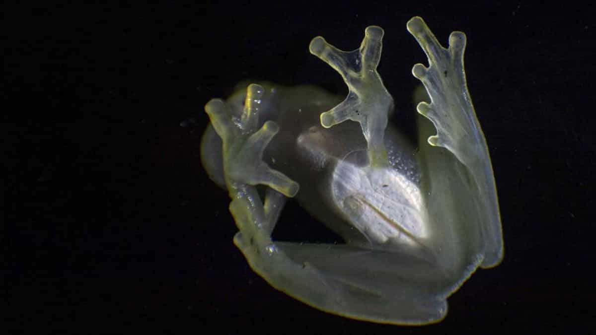Scientists find how glass frogs turn transparent, with hint at better