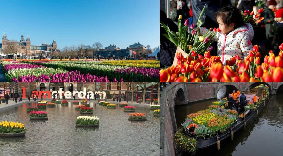 Amsterdam celebrates tulip day with 'free flower picking garden