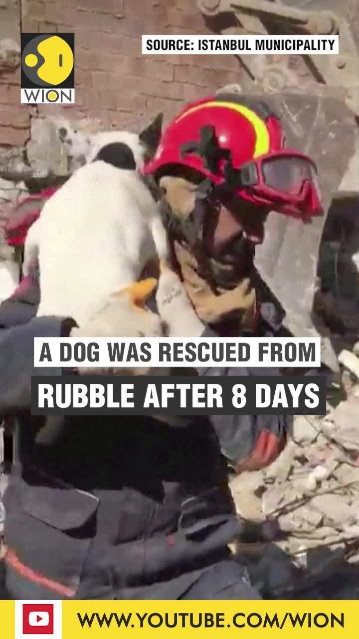 Dog rescued eight days after Turkey's Quake Edge News