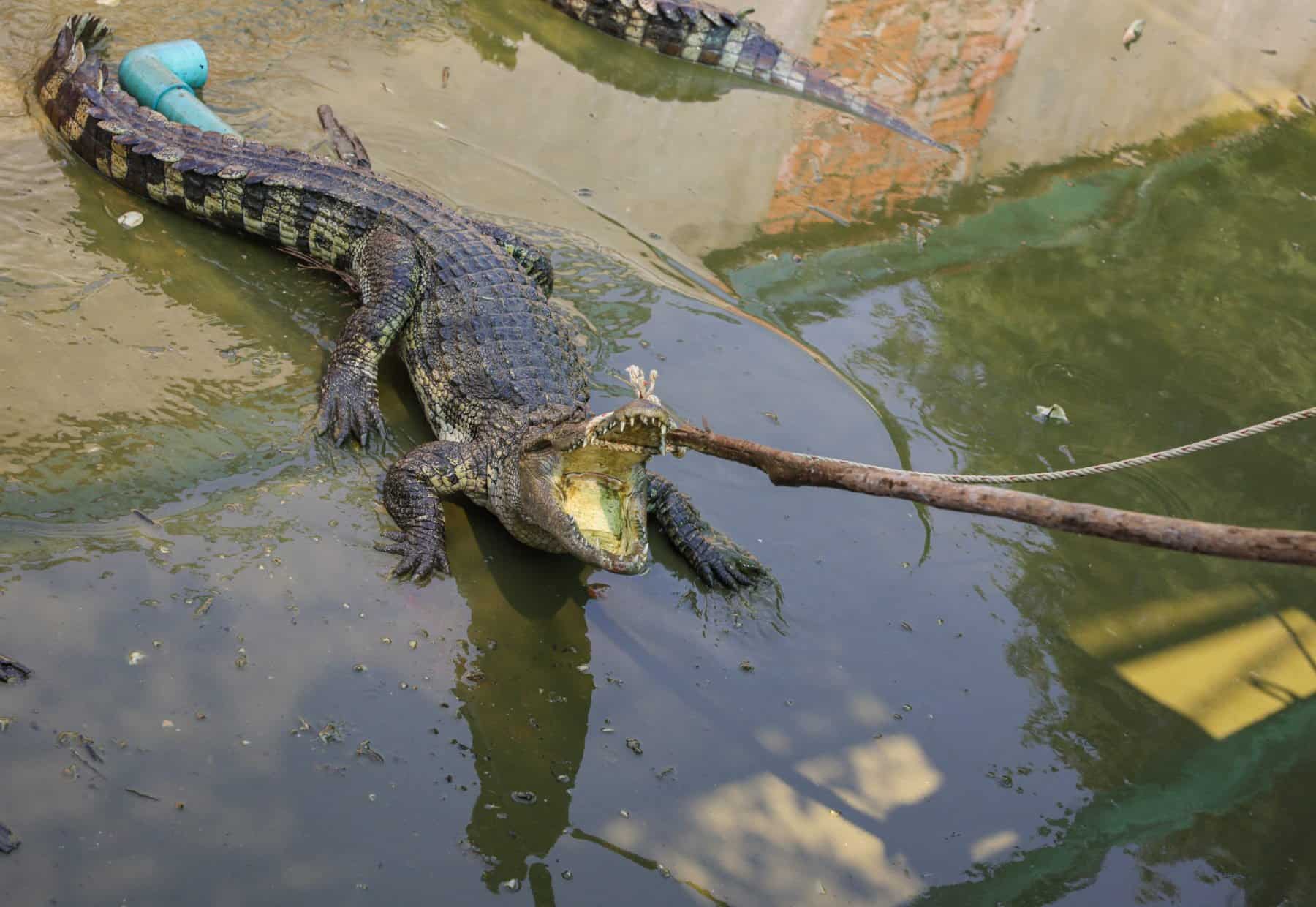 40 crocodiles tear apart Cambodian man after he accidentally falls into