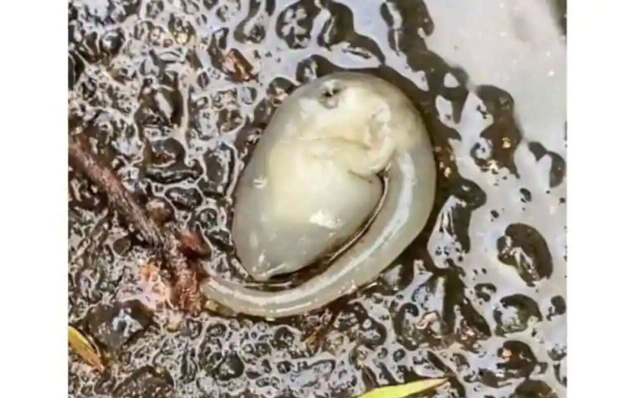 A small, strange-looking creature was found on the streets of Sydney, Australia, and it has baffled biologists. Instagram user Harry Hayes shared a video showing the bizarre-looking creature.