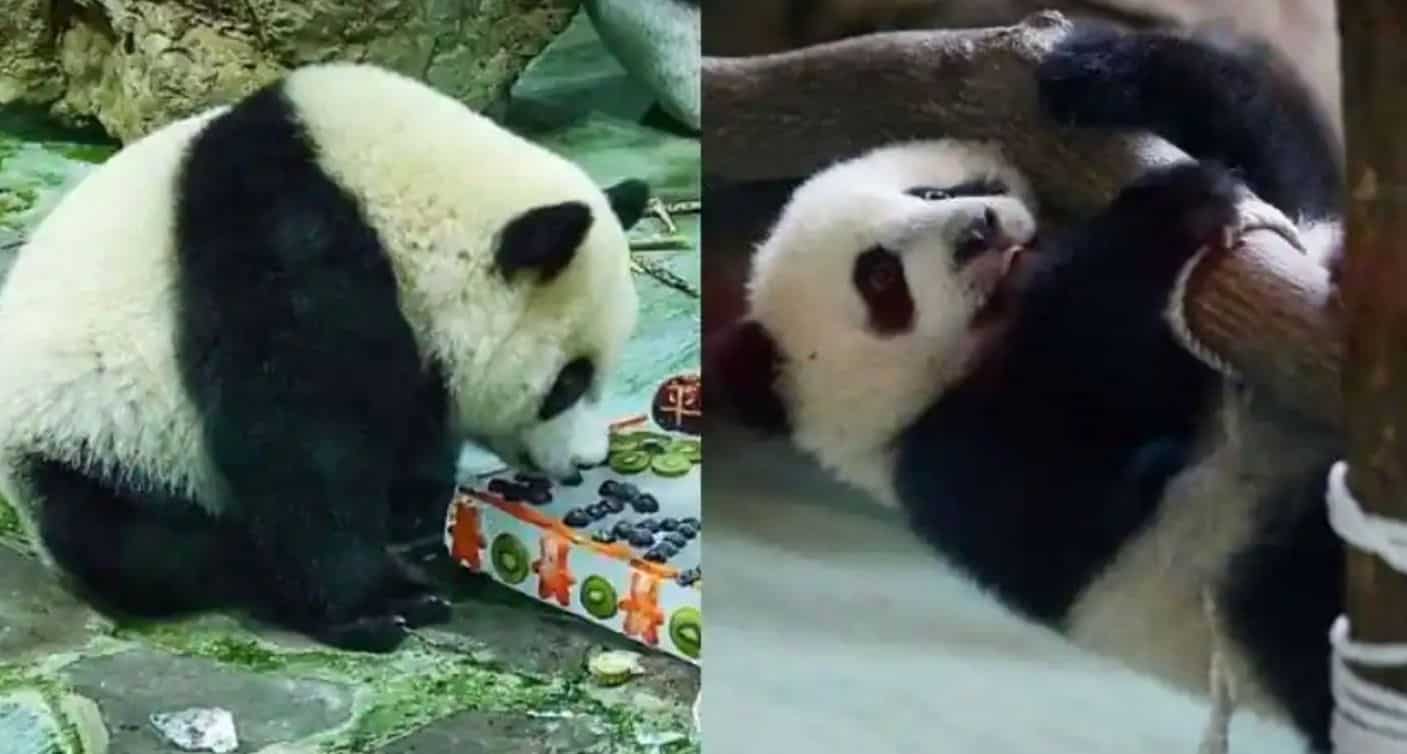 Two pandas have been put on a special weight-loss diet and new exercise routine after keepers of the Taipei Zoo became concerned that the pair had become obese, reported Xinhua.