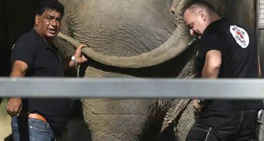 Elephant