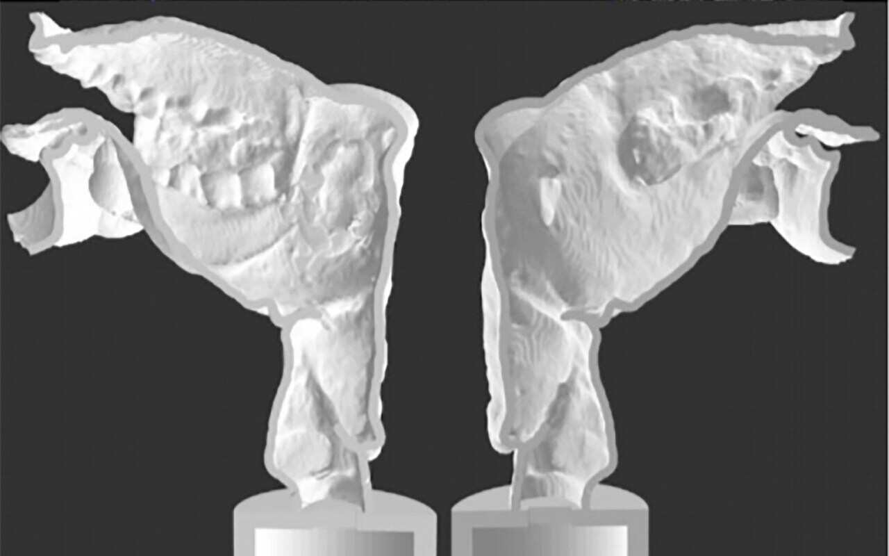 A 3D print of his vocal tract
