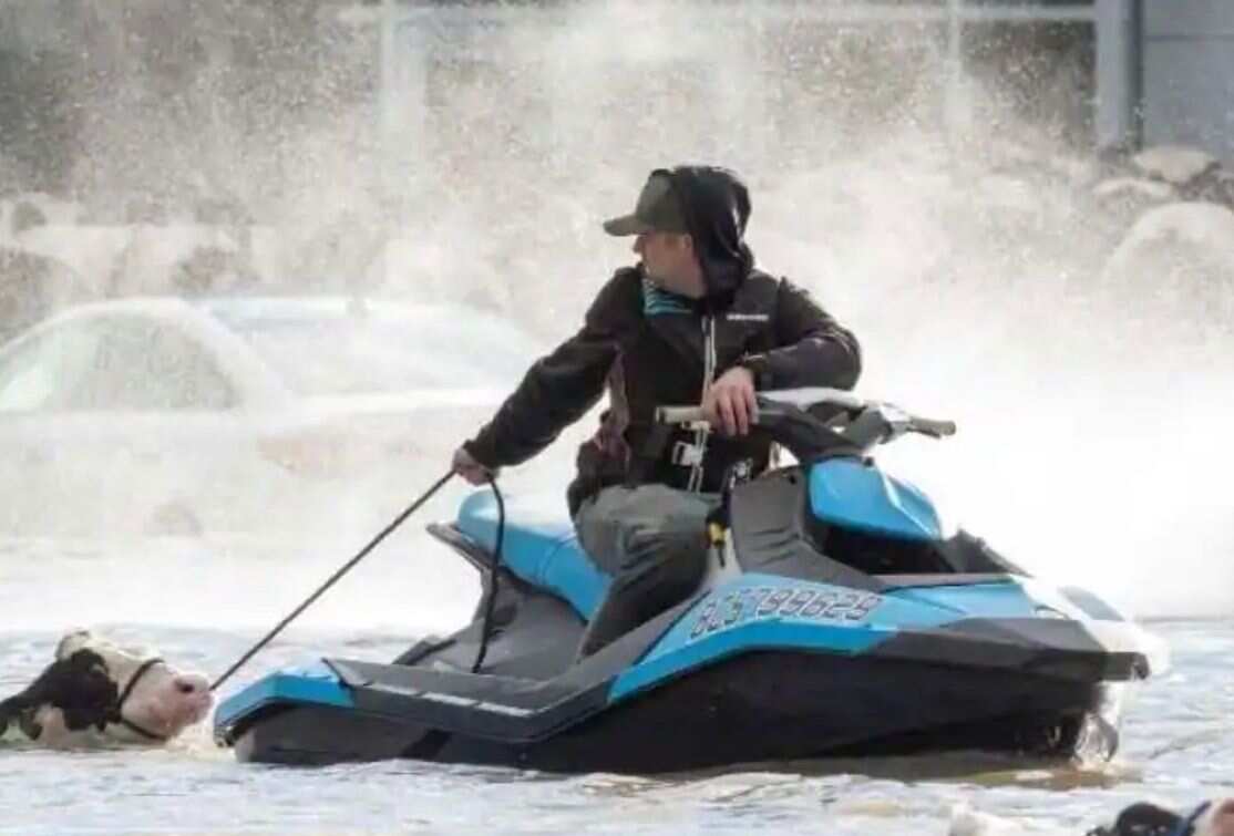 In a unique development, several farmers and rescuers used boats and personal watercraft, such as jet skis, to rescue hundreds of cows stranded in the floodwaters in Canada’s province of British Columbia. The rescuers made strenuous efforts to tow cows to dry land.