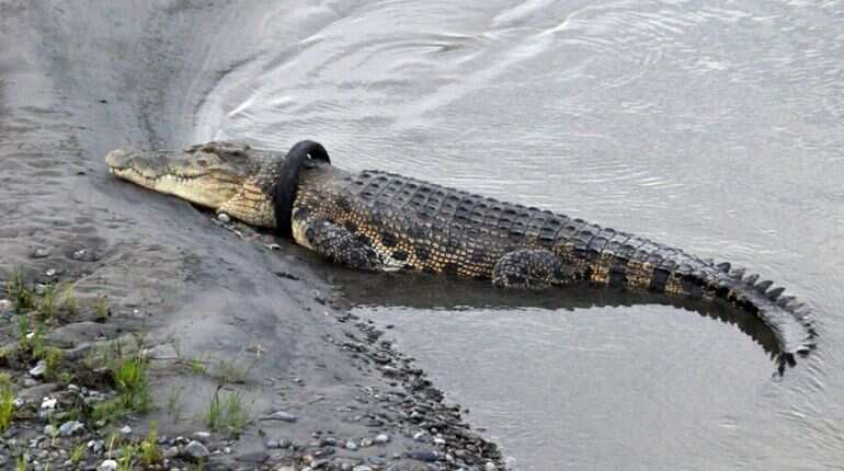 Saltwater Crocodile