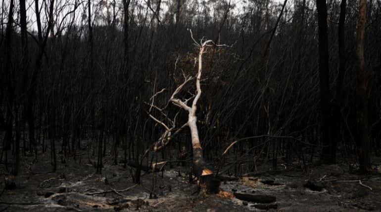 A burnt tree is seen outside Mallacoota, Victoria, Australia