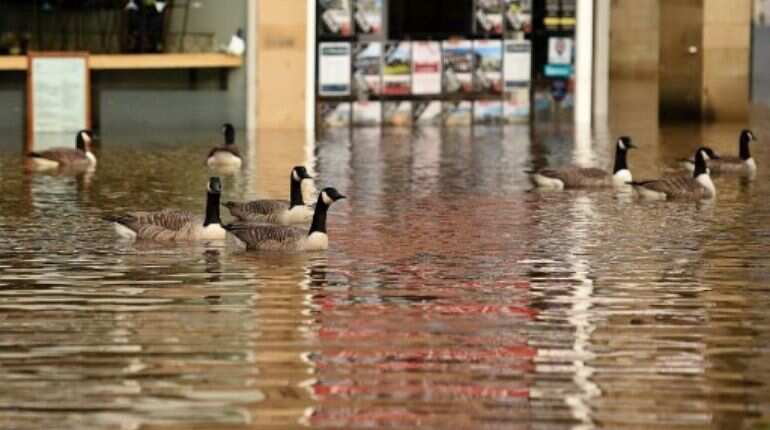 geese