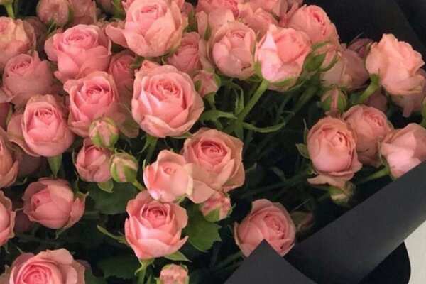 Rose Day 2023 wishes