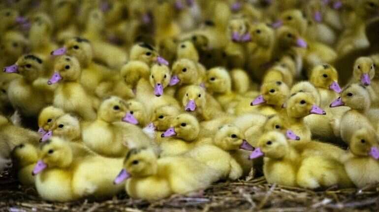 Ducklings are pictured on a duck raising farm in the southern town of Haskovo on November 8, 2016