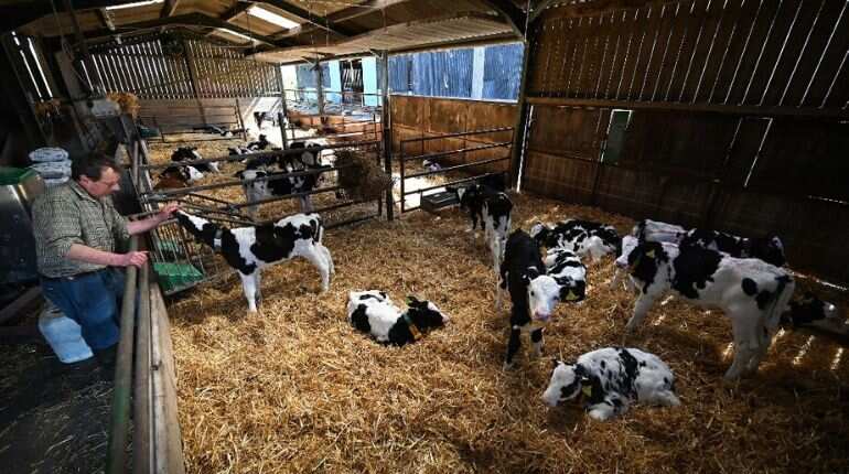 Dairy farmer David Witter checks on his herd of 370 Friesian Holstein cows before preparing them for milking at Carters Green Farm in Weston, near Crewe, north west England on April 20, 2020