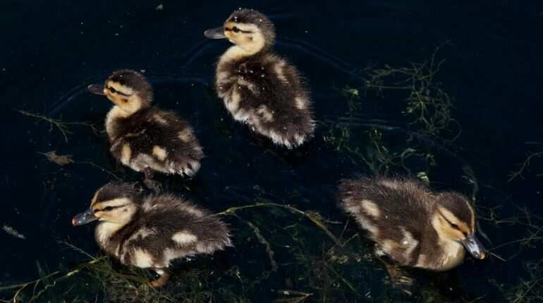 Ducklings swim in Echo Park Lake during the 36th annual Lotus Festival, which celebrates the annual lotus blooms and the contributions of Asian-Americans to Los Angeles, July 10, 2016, in Los Angeles, California