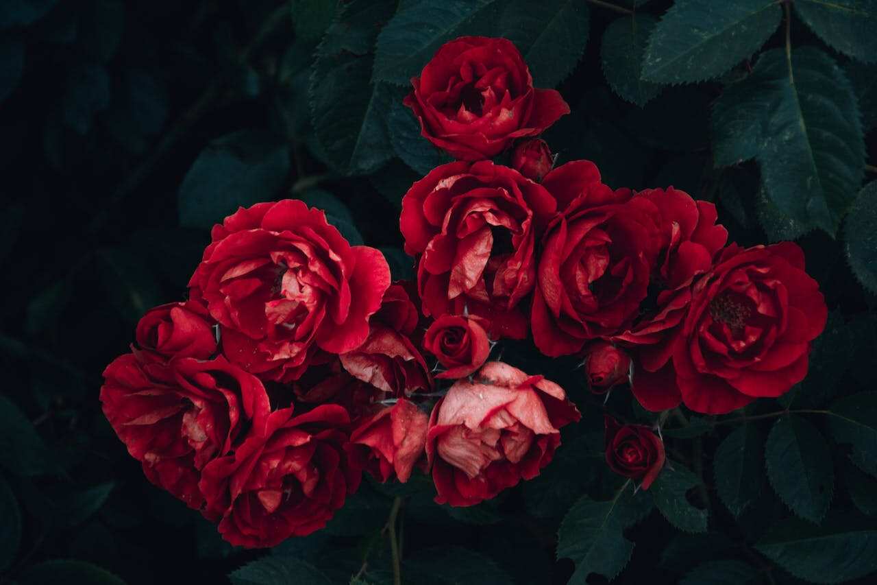 Roses
