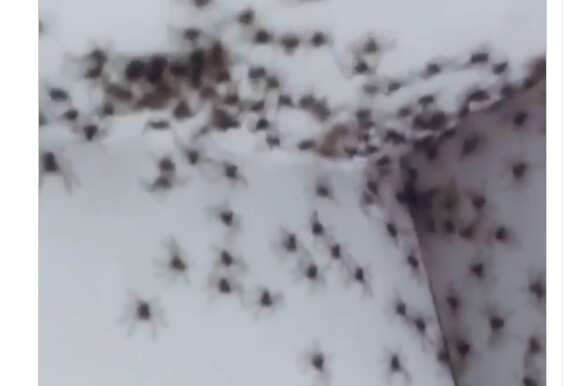 Spiders