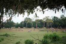 Zebras are seen at the zoo in Havana, Cuba, October 27, 2021