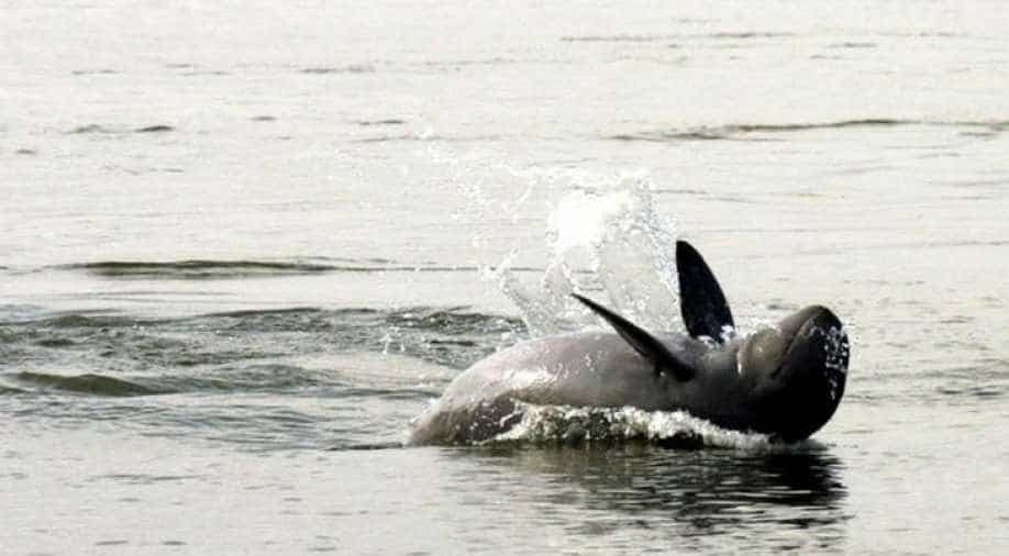 Taiji cove: Japan's controversial dolphin hunt begins
