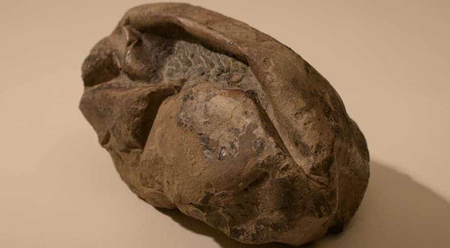 Mystery egg likely belonged to giant sea reptile, scientists say