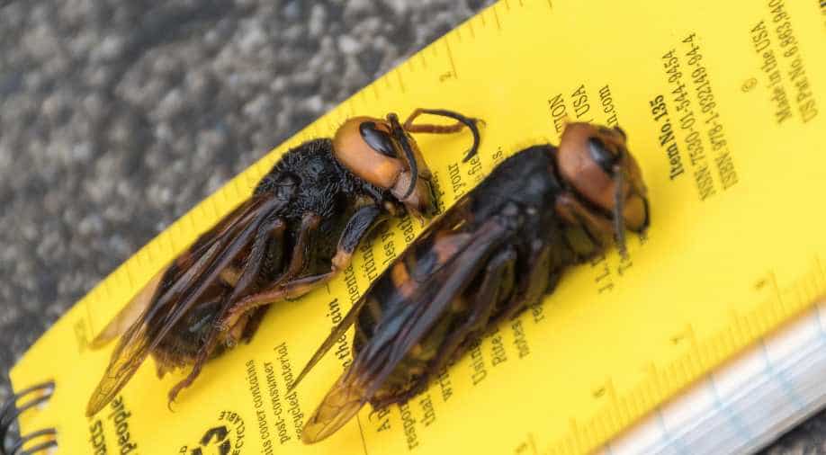 Asian giant hornet caught in trap near Birch Bay