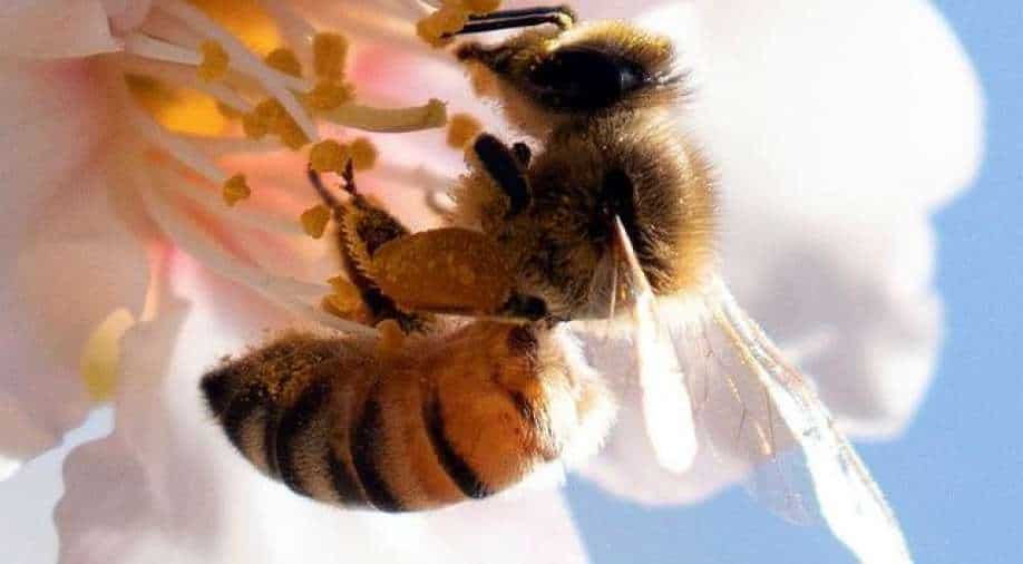 Asian honey bees use other animals' faeces to ward off giant hornets