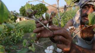 India's cotton exports to slump as Pakistan trims purchases