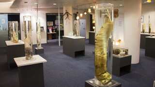 Iceland breaks taboo with world's largest collection of penises