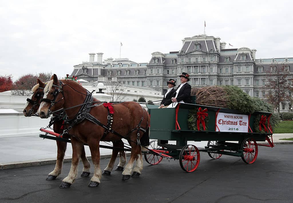 The 2016 official White House Christmas tree sits on a horse drawn wagon at the North Portico of the White House during its arrival in Washington, DC