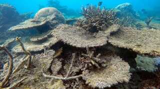 Biggest-ever coral die-off recorded at Great Barrier Reef