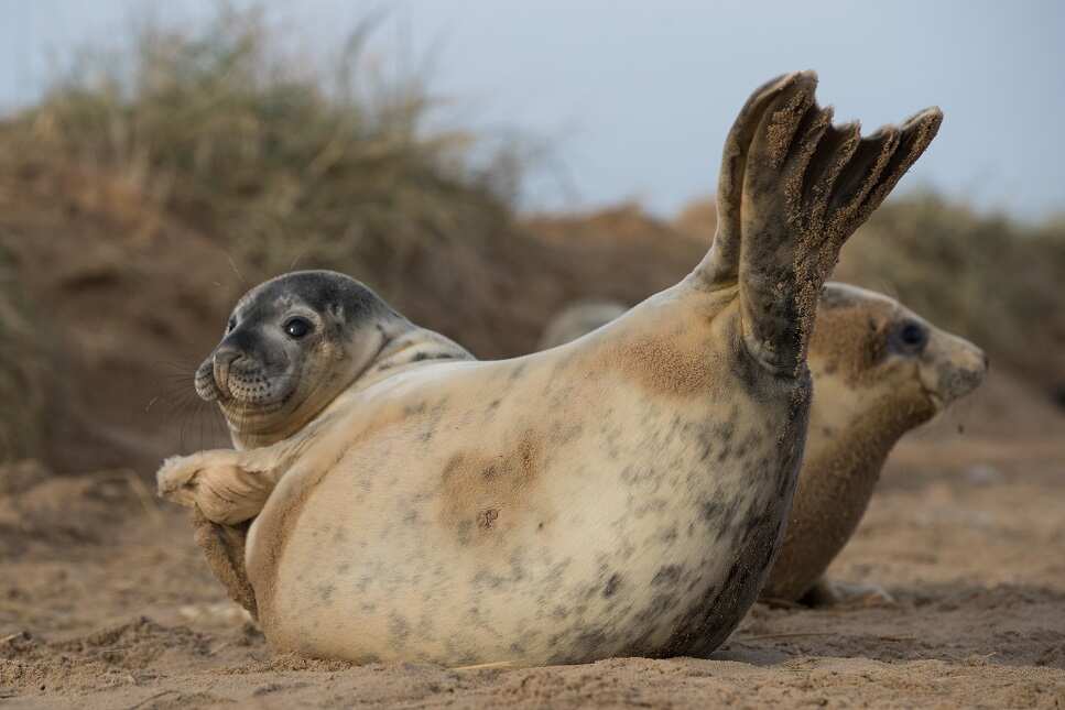 An older grey seal pup lays on the beach near the Lincolnshire Wildlife