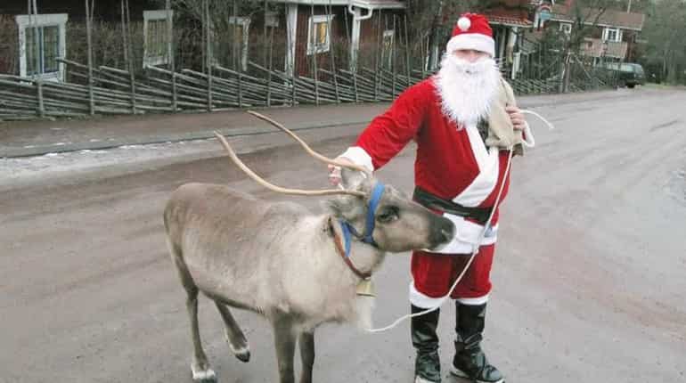 Reindeer shrinking, because of climate change