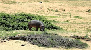 After deers in Canada, 2 hippopotamuses in Belgium zoo test positive for Covid