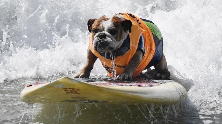 Surf dog Sully surfs a large wave during the 8th annual Surf City Surf Dog event at Huntington Beach, California.