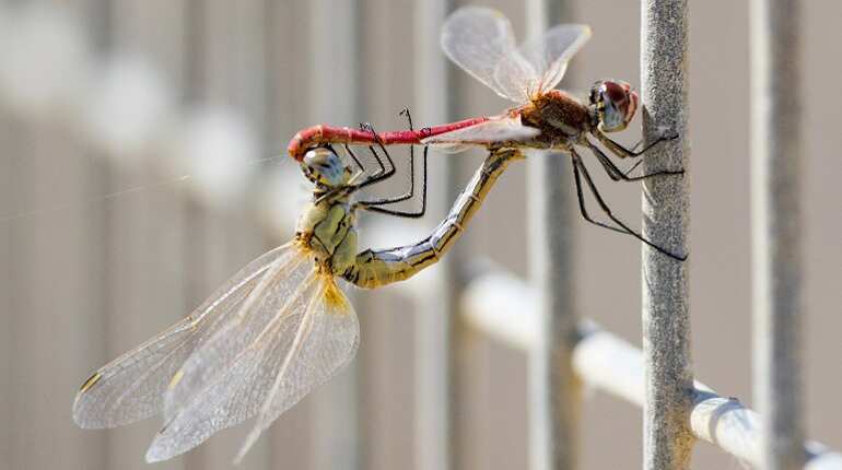 A couple of dragonflies are seen at a water reservoir in Mishmar HaSharon north of the Israeli city of Tel Aviv.