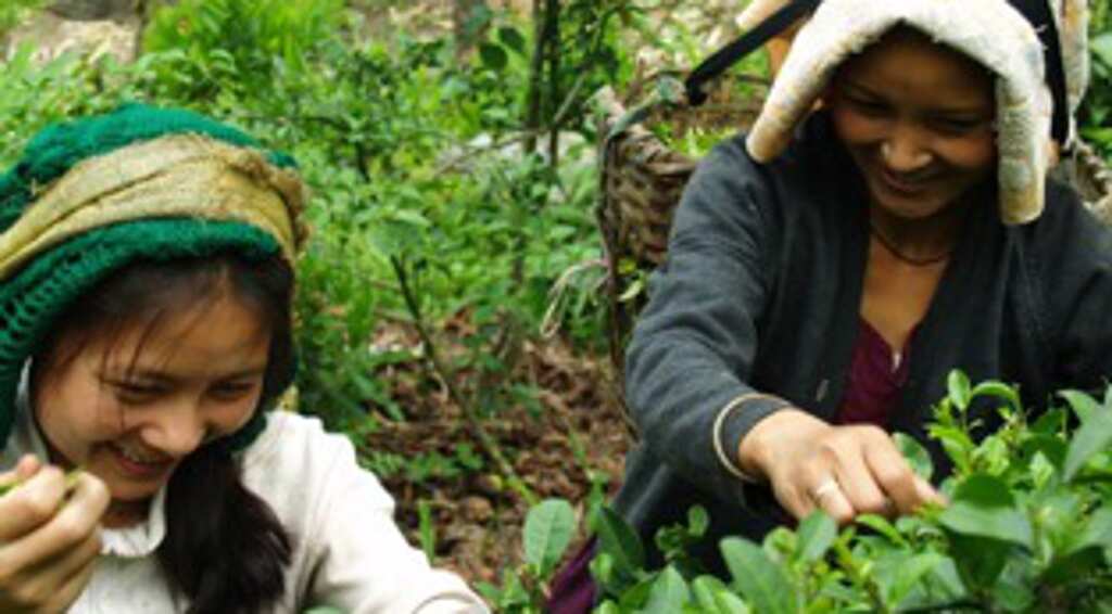 Opinion: Are you drinking 'fair' tea on International Tea Day?