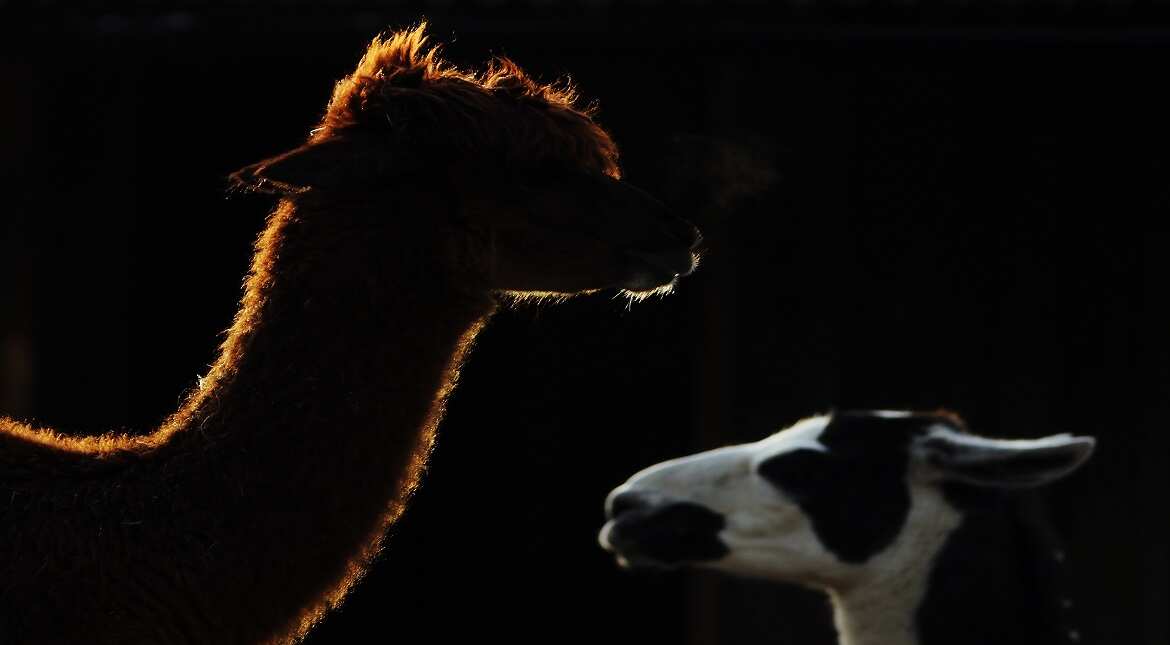 Llamas stand in their enclosure during a photo call at ZSL, London Zoo's annual 'Stock-take' in London, England.