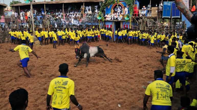 India: Jallikattu supporters continue protests in Tamil Nadu, several detained India: Jallikattu supporters continue protests in Tamil Nadu, several detained
