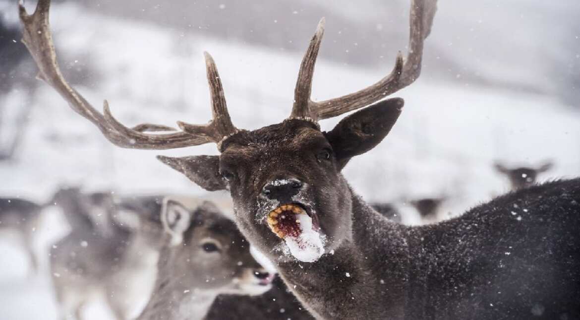 A stag eats a piece of corn on a snow-covered field in the village of Dumnice near the town of Vushtrri.