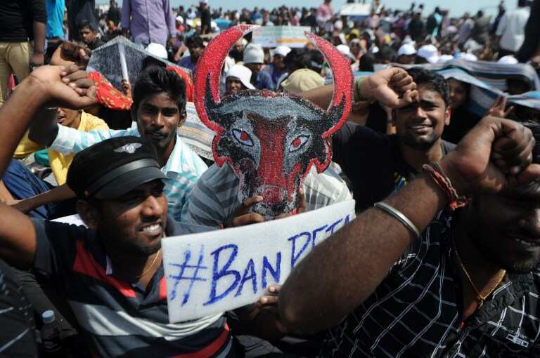 Indian students protesting against animal rights organisation PETA during a demonstration against the ban on the Jallikattu bull taming ritual