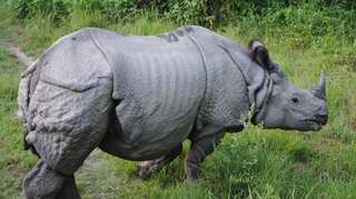 Now, China gives tax rebate to traders on export of animal products