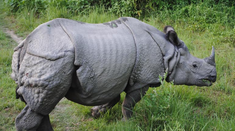 Now, China gives tax rebate to traders on export of animal products