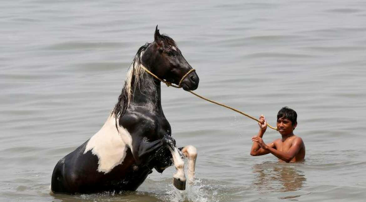 Horse