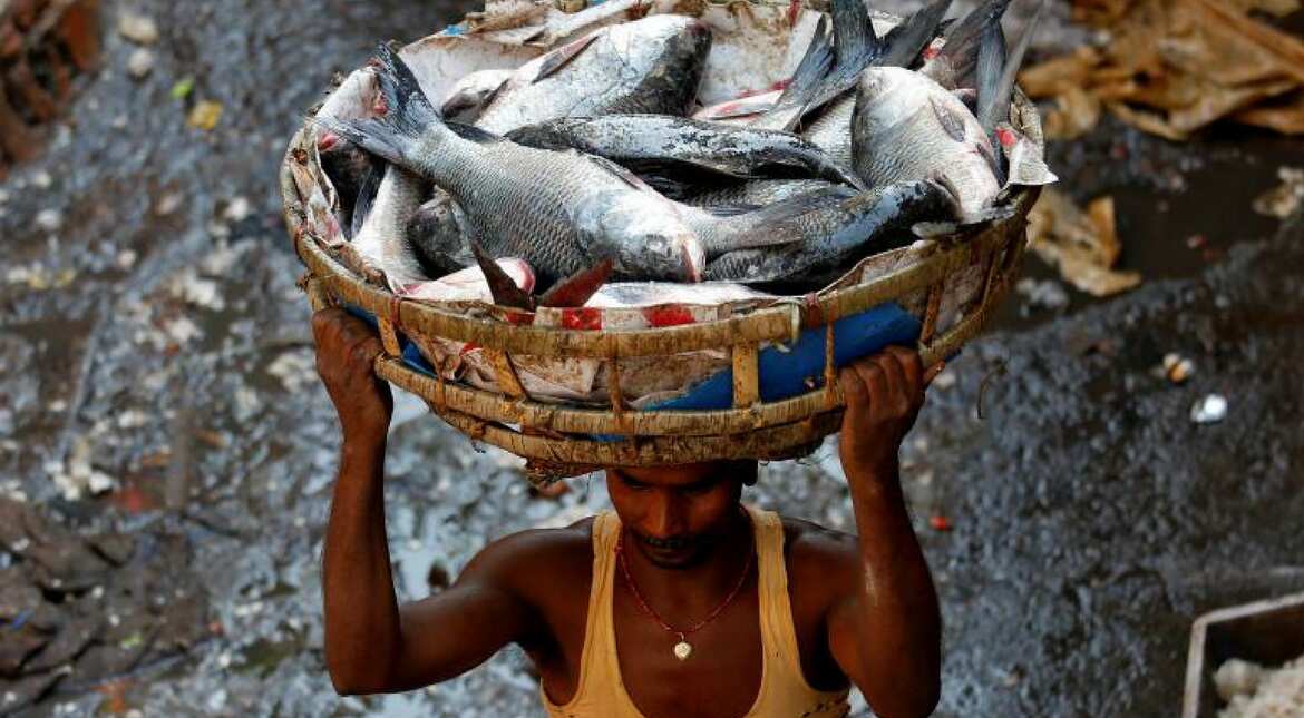 Fish