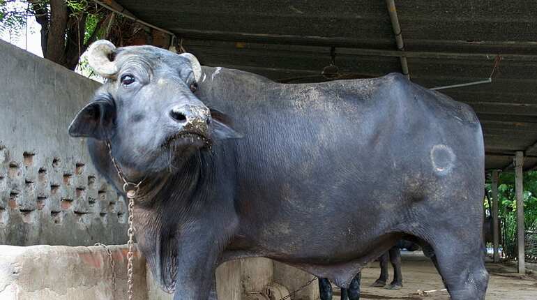 'Animal rights activists' beat up 3 men transporting buffaloes?in South Delhi 'Animal rights activists' beat up 3 men transporting buffaloes?in South Delhi