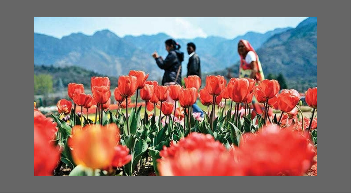 The Tulip Garden of Kashmir in full bloom in April, 2017 after severe unrest in the valley