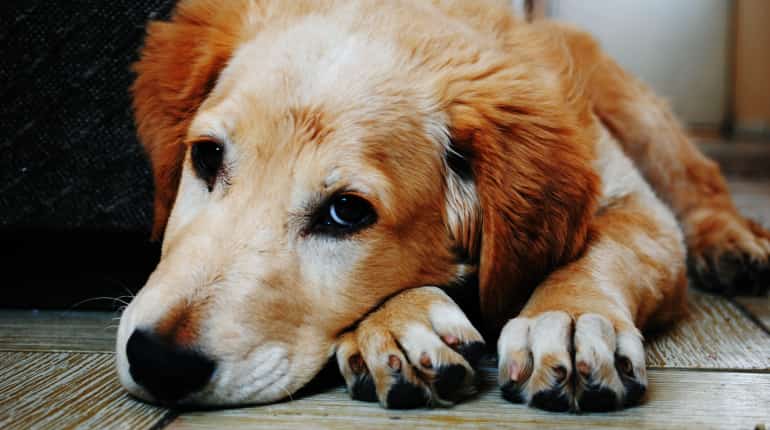 Dog 'sentenced to death' in Pakistan for biting child Dog 'sentenced to death' in Pakistan for biting child